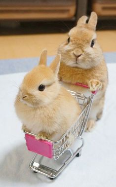 two small rabbits sitting in a shopping cart