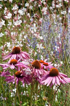 purple and white flowers in the middle of a field