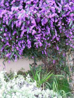 purple flowers growing on the side of a building