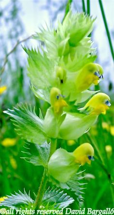 some very pretty yellow flowers in the grass