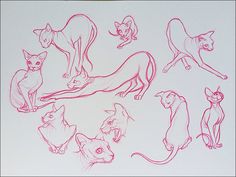 several different types of cats drawn in red ink on white paper with black marker pen