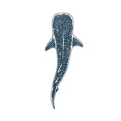 a drawing of a whale's tail on a white background