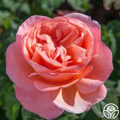 a pink rose with green leaves in the background