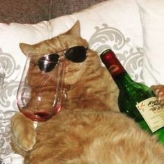 Katt Grejer, Wearing Sunglasses, Cat Aesthetic, Cute Memes, Animal Jokes, Cat Wallpaper, Orange Cat, Funny Animal Pictures, 귀여운 동물