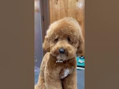 a brown dog sitting on top of a table