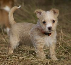 a small white dog standing on top of a dry grass field