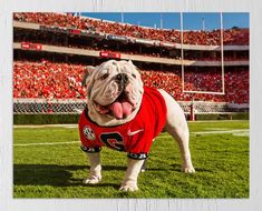 a bulldog wearing a red shirt standing in the grass at a football stadium with his tongue out