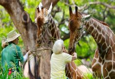 two giraffes standing next to each other in the grass with people feeding them