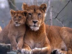 two lions sitting on top of a tree branch