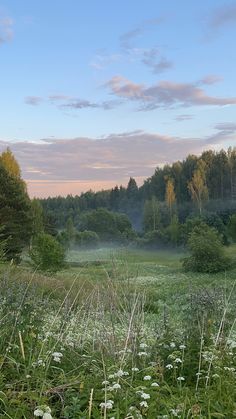 an open field with trees in the background and fog coming from the grass on the ground