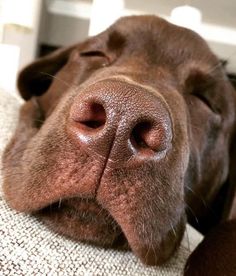 a brown dog laying on top of a couch next to a white wall with its eyes closed