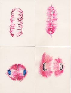 four different types of pink feathers on white paper with blue eyes and one red feather