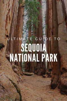 the ultimate guide to sequia national park