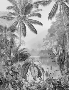 black and white photograph of tropical plants and trees in the jungle with foggy sky