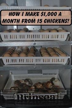 there is a sign that says how i make $ 1, 000 a month from 15 chickens