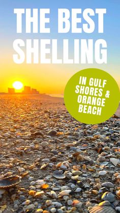 the best shelling in gulf shores and orange beach