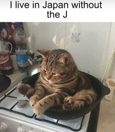 a cat sitting in a pan on top of a stove