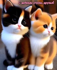 two small kittens sitting next to each other