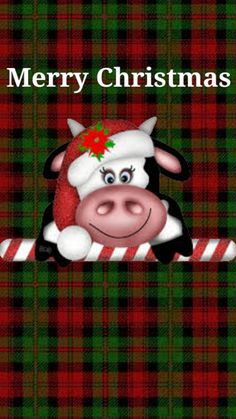 a merry christmas card with a cartoon cow peeking out from behind a candy cane on a green and red plaid background