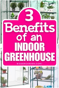 Find the best indoor greenhouse ideas for decorating a greenhouse and optimizing greenhouse layout interiors. Learn about small greenhouse shelving ideas, greenhouse furniture, and small backyard greenhouse setups, plus cute greenhouse ideas for a cozy space.