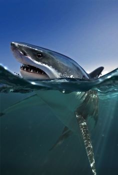 a shark with its mouth open in the water