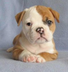 a brown and white dog laying on top of a blue blanket