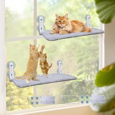 two cats are playing with each other on the cat scratcher in front of a window