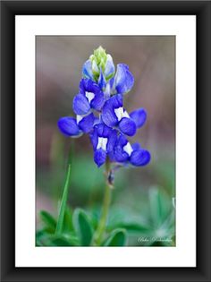 a blue and white flower with green leaves in the background by corbi photography