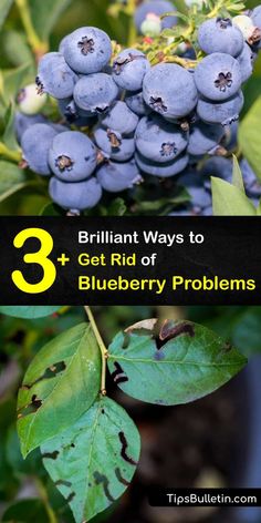 blueberries growing on the tree with text overlay that reads 3 brilliant ways to get rid of blueberry problems