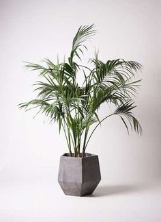 a plant in a cement pot on a white background