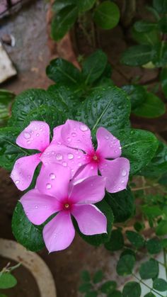 pink flowers with green leaves and water droplets on them in the rain, close up