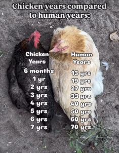 a chicken is laying on the ground next to a dead bird that has been compared to human years