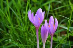 three purple flowers are growing in the grass