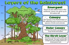 layers of the rainforest tree with labels on it and information for each layer, labeled below