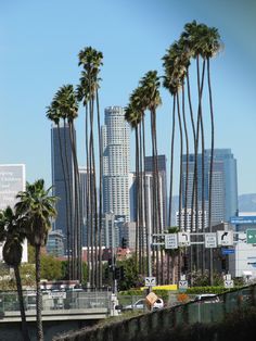 tall palm trees line the street in front of a cityscape with skyscrapers