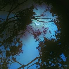 the moon is seen through some trees in the dark