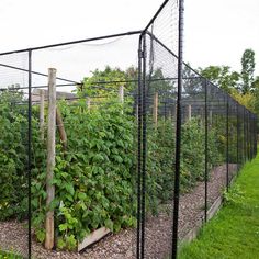 an outdoor garden with many plants growing in the ground and fenced off by wire