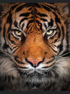 a close up shot of a tiger's face