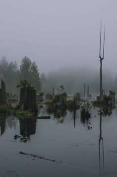 a swampy area with trees and fog in the background