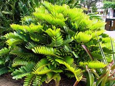 a bush with lots of green leaves next to a brick walkway in a garden area