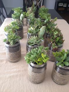 there are many small pots with plants in them on the dining room table, ready to be used as centerpieces