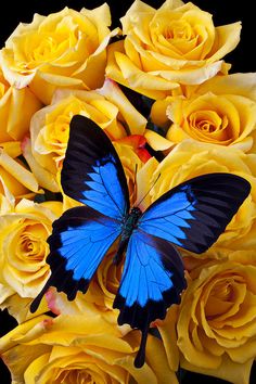 a blue butterfly sitting on top of yellow roses