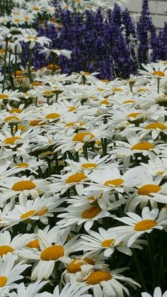 many white and yellow flowers in a field