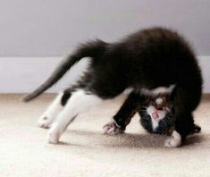 a black and white cat playing with its paw