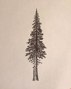 a pencil drawing of a pine tree on a piece of paper in front of a white wall