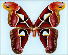 the underside of a red and yellow butterfly with white stripes on it's wings