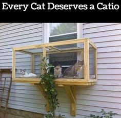 two cats sitting in a cage on the side of a house with caption that reads, every cat deserves a cat