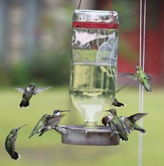 several hummingbirds are flying around a bird feeder with water in it and one is eating