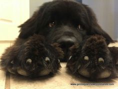 a large black dog laying on top of a tile floor