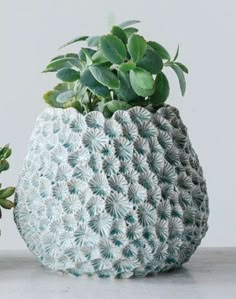 a ceramic planter with green plants in it on a white countertop next to a potted plant